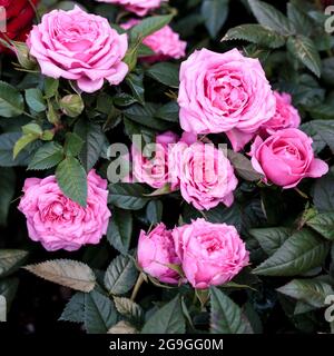 Verschiedene Sorten von Rosen im Freien in einem Blumenbeet als Dekoration des Parks. Frühling Stockfoto