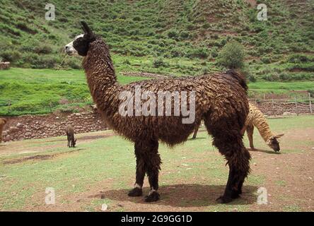 Lama in den Anden Stockfoto