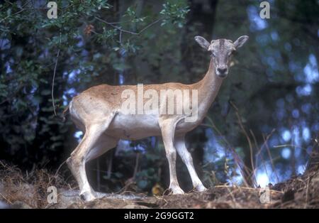 Juvenile Mufflon (Ovis orientalis orientalis) eine Art wilder Schafe Stockfoto