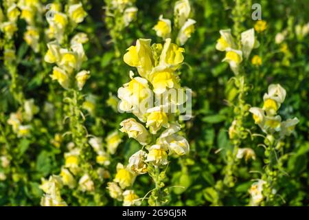 Feld der gelben Rosen Blumen blühen im Garten Stockfoto