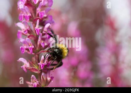 Eine Hummel sammelt Pollen an diesem Salvia-Blütenstamm. Stockfoto