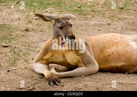 Das rote Känguru (Osphranter rufus) ist das größte aller Kängurus, das größte in Australien heimische terrestrische Säugetier und das größte erhaltene Marsup Stockfoto