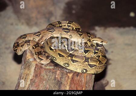 Die Netzpython (Malayopython reticulatus) ist eine Pythonart, die in Süd- und Südostasien beheimatet ist. Sie ist die längste Schlange der Welt und steht auf der Liste Stockfoto