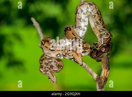Die Netzpython (Malayopython reticulatus) ist eine Pythonart, die in Süd- und Südostasien beheimatet ist. Sie ist die längste Schlange der Welt und steht auf der Liste Stockfoto