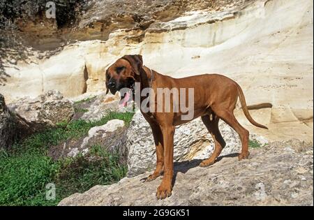 Rhodesian Ridgeback der Rhodesian Ridgeback ist eine großformatige Hunderasse, die im südlichen Afrika gezüchtet wird. Seine Vorfahren können bis zum gerippten h zurückverfolgt werden Stockfoto