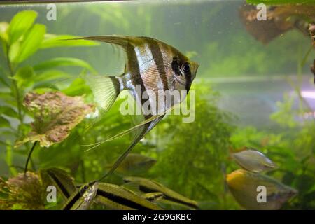 Pterophyllum scalare, am häufigsten als Angelfisch oder Süßwasserangelfisch bezeichnet, ist die häufigste Art von Pterophyllum, die in Gefangenschaft gehalten wird. It Stockfoto