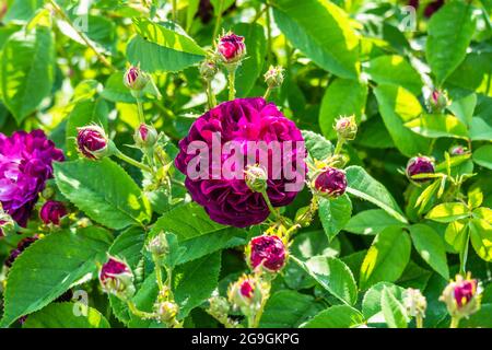 Wunderschöne violette Rosen im Rosengarten im Sommer in einem Garten Stockfoto