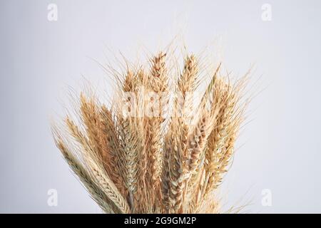 Nahaufnahme eines Buketts mit Weizenspikeletts auf weißem Hintergrund. Stockfoto