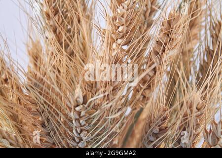 Nahaufnahme reifer, goldgetrockneter Bio-Weizenohren. Stockfoto