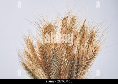 Reifer Weizen der Ohren Nahaufnahme isoliert auf weißem Hintergrund. Stockfoto