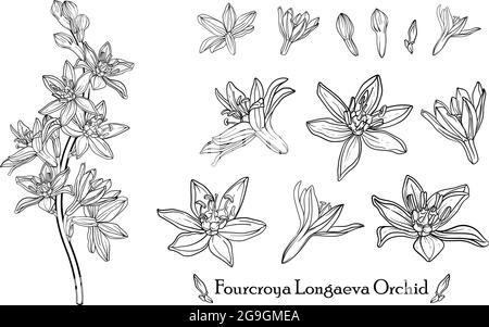 Fourcroya Longaeva Orchidee. Grafische Blumen. Vektorblumen. Stock Vektor