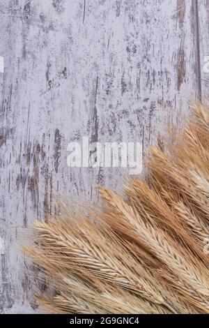 Vertikale, gedrehte Weizenspikelets auf dem weißen Holzschreibtisch. Stockfoto