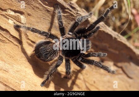 Mexikanische Rotkneed Tarantula (Brachypelma smithii), eine vom Aussterben bedrohte Art aus Mittelamerika und Mexiko. Stockfoto