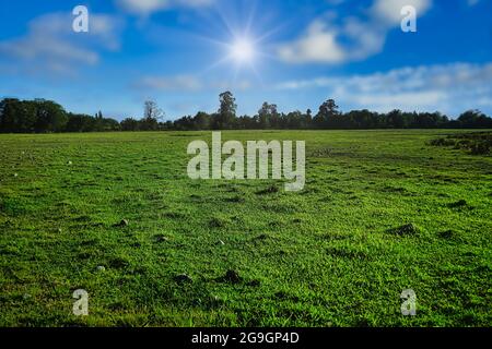 Natürliche Landschaft mit einem grünen Feld. Stockfoto