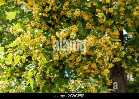 Zweige einer blühenden Linde gegen den Himmel. Stockfoto