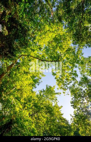 Baldachin von Populus (AKA Pappel, Espe oder Cottonwood) und dem Platanus orientalis (AKA Oriental Plane) der Alten Welt auf blauem Himmel Stockfoto