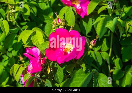 Rosa Rosen blühen im Garten, grüne Blätter als Hintergrund Stockfoto