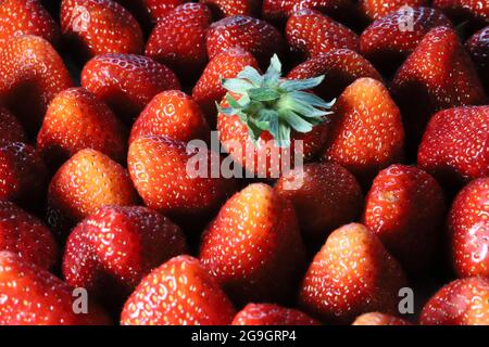 Vortrag auf für Erdbeeren (Fragaria): Die Sommerfrucht Stockfoto