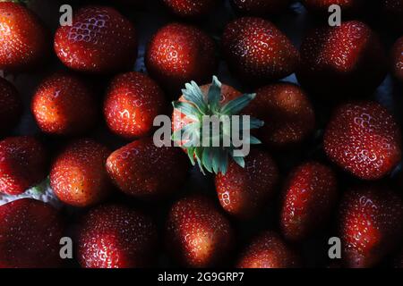 Vortrag auf für Erdbeeren (Fragaria): Die Sommerfrucht Stockfoto