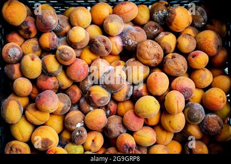 Ein Hintergrund für weggeworfene faule Früchte, die nach dem Markt verschwendet werden. Aprikosen. Stockfoto