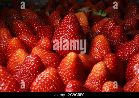 Vortrag auf für Erdbeeren (Fragaria): Die Sommerfrucht Stockfoto