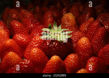 Vortrag auf für Erdbeeren (Fragaria): Die Sommerfrucht Stockfoto