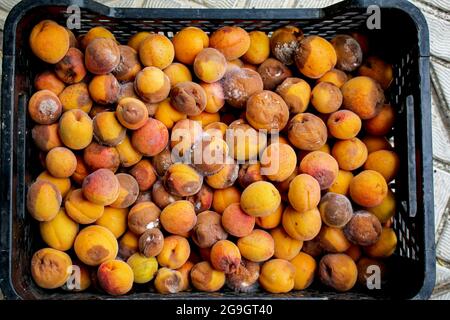 Ein Hintergrund für weggeworfene faule Früchte, die nach dem Markt verschwendet werden. Aprikosen. Stockfoto