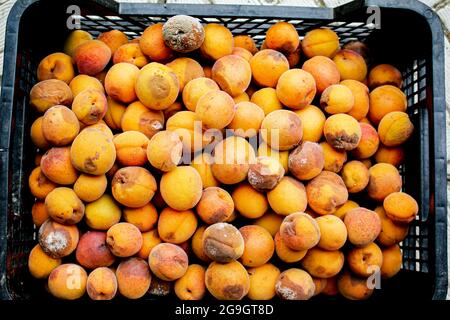 Ein Hintergrund für weggeworfene faule Früchte, die nach dem Markt verschwendet werden. Aprikosen. Stockfoto