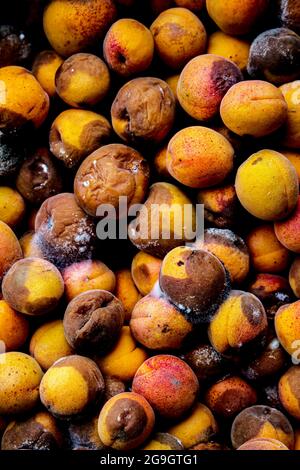 Ein Hintergrund für weggeworfene faule Früchte, die nach dem Markt verschwendet werden. Aprikosen. Stockfoto