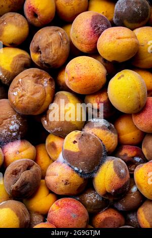 Ein Hintergrund für weggeworfene faule Früchte, die nach dem Markt verschwendet werden. Aprikosen. Stockfoto