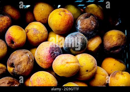 Ein Hintergrund für weggeworfene faule Früchte, die nach dem Markt verschwendet werden. Aprikosen. Stockfoto