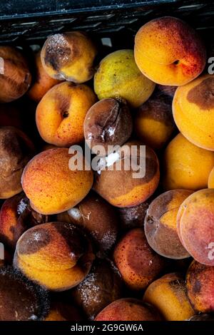 Ein Hintergrund für weggeworfene faule Früchte, die nach dem Markt verschwendet werden. Aprikosen. Stockfoto