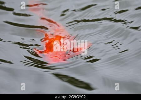 Koi Fische in einem Teich schwimmen Stockfoto