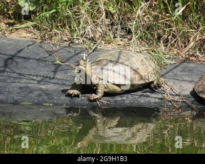 Spanische Teichschildkröte (Mauremys leprosa) in einem Teich Stockfoto