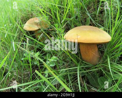 Zwei gelbe Pilze im Wald Stockfoto
