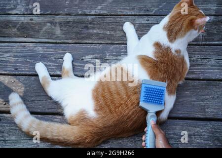 Mädchen putzen Kämmen Katzenpelzhaar, selektiver Fokus Stockfoto