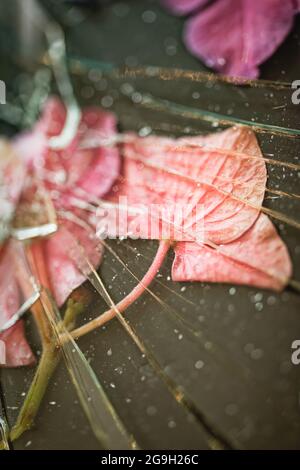 Blütenblätter unter zerbrochenem Glas Stockfoto