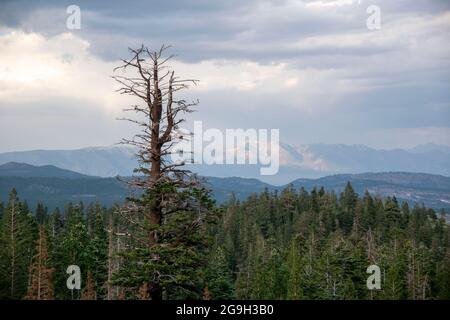 Mammoth City war eine alte Bergbaustadt am Stadtrand von Mammoth Lakes in Mono County, CA, USA. Stockfoto