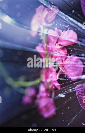Blütenblätter unter zerbrochenem Glas Stockfoto