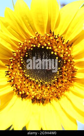 Nahaufnahme eines offenen Sonnenblumenkopfes (helianthus) Stockfoto