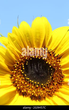 Nahaufnahme eines offenen Sonnenblumenkopfes (helianthus) Stockfoto