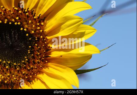 Nahaufnahme eines offenen Sonnenblumenkopfes (helianthus) Stockfoto