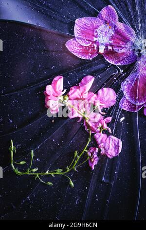 Blütenblätter unter zerbrochenem Glas Stockfoto