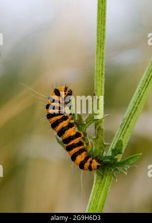 Eine markante schwarz-gelb gestreifte Raupe der Cinnabarmotte (Tyria jacobaeae), die sich von Ragwort ernährt Stockfoto