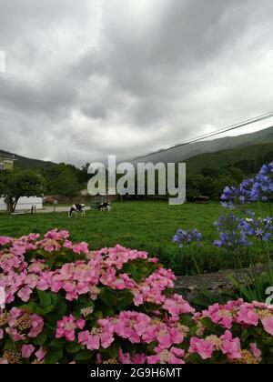 Vertikale Aufnahme von schwarzen und weißen Kühen, die auf einem grünen Feld unter einem düsteren Himmel grasen Stockfoto