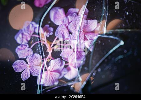 Blütenblätter unter zerbrochenem Glas Stockfoto