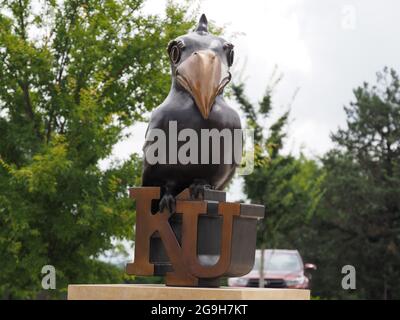 LAWRENCE, USA - 10. Jul 2021: Eine KU Jayhawks Statue am University of Kansas Natural History Museum in den USA Stockfoto