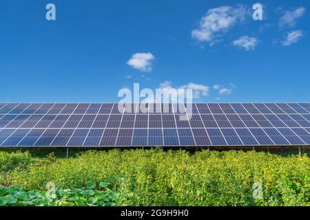 Sonnenkollektoren auf einer Solarfarm unter einem blauen Himmel in einem Garten mit Gemüsegarten Stockfoto