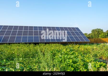 Sonnenkollektoren auf einer Solarfarm unter einem blauen Himmel in einem Garten mit Gemüsegarten Stockfoto