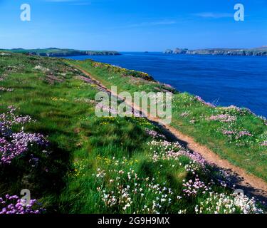 pembroke Küstenpfad und Frühlingsblumen, St justinian's, in der Nähe von St david's, Pembrokshire, südwales. Stockfoto